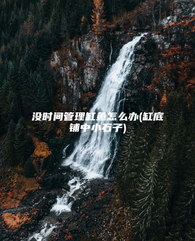 没时间管理缸鱼怎么办(缸底铺中小石子)