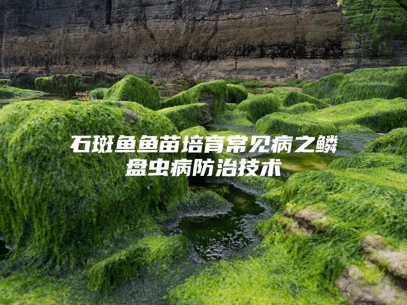 石斑鱼鱼苗培育常见病之鳞盘虫病防治技术