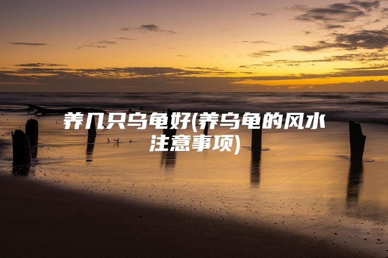 养几只乌龟好(养乌龟的风水注意事项)