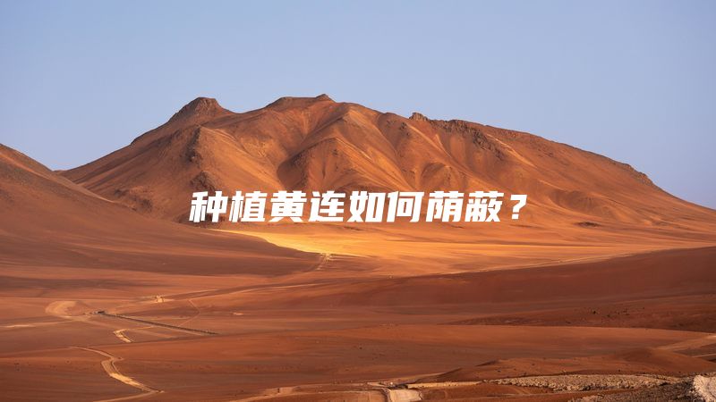 种植黄连如何荫蔽？