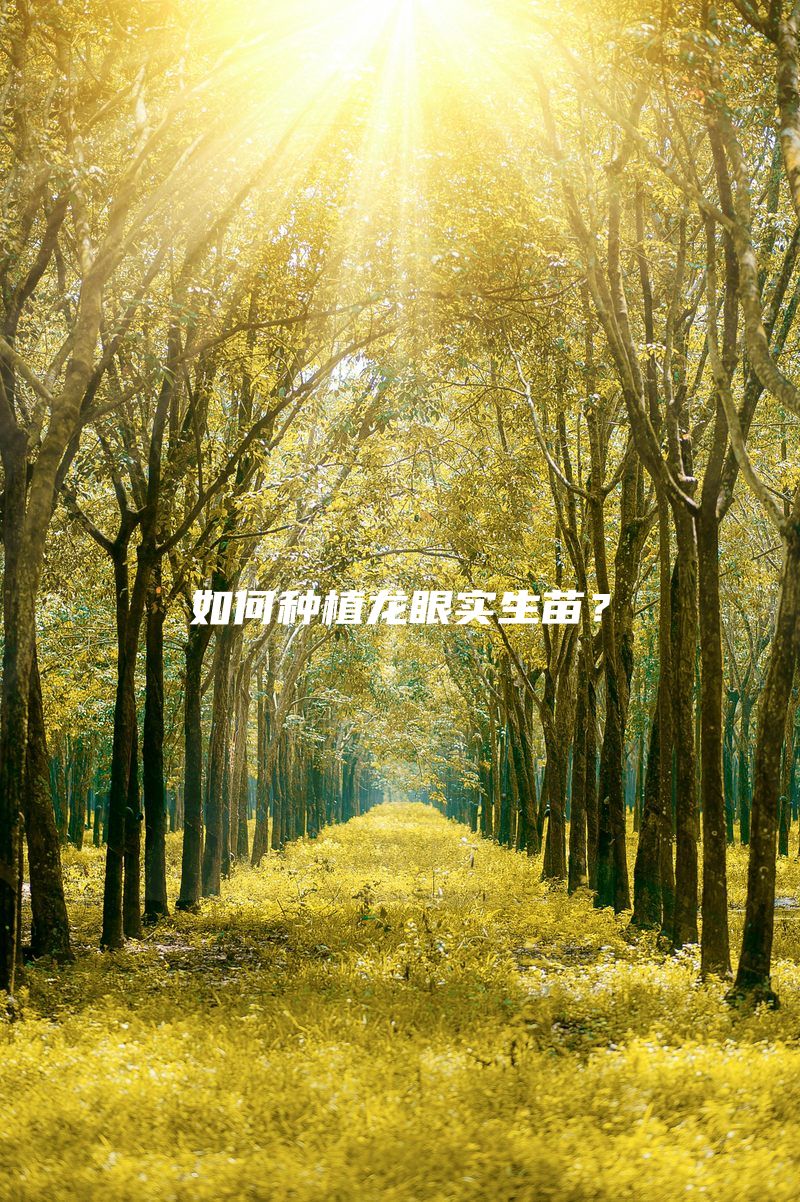 如何种植龙眼实生苗？