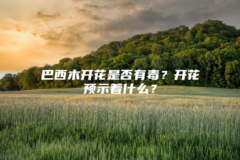 巴西木开花是否有毒？开花预示着什么？