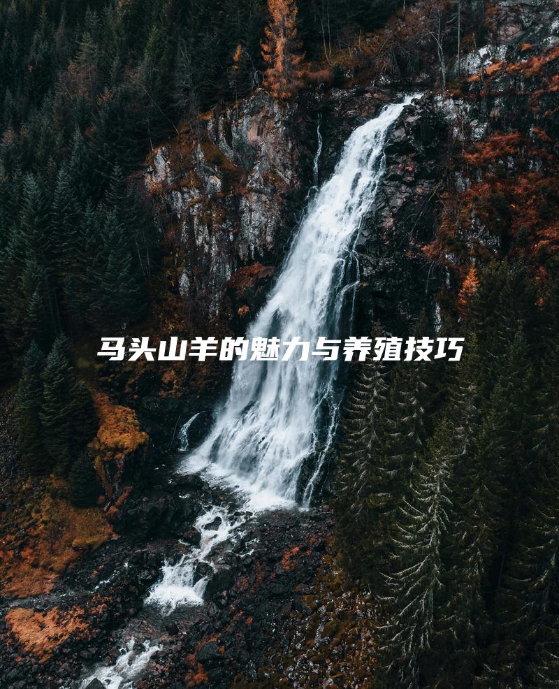 马头山羊的魅力与养殖技巧