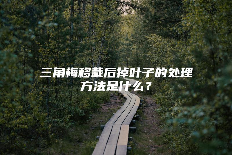 三角梅移栽后掉叶子的处理方法是什么？