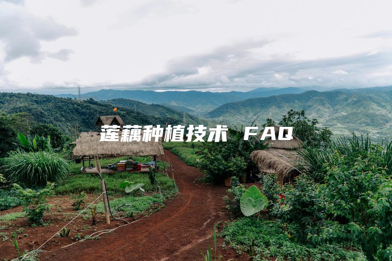 莲藕种植技术 FAQ