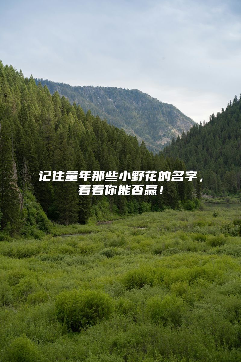 记住童年那些小野花的名字，看看你能否赢！