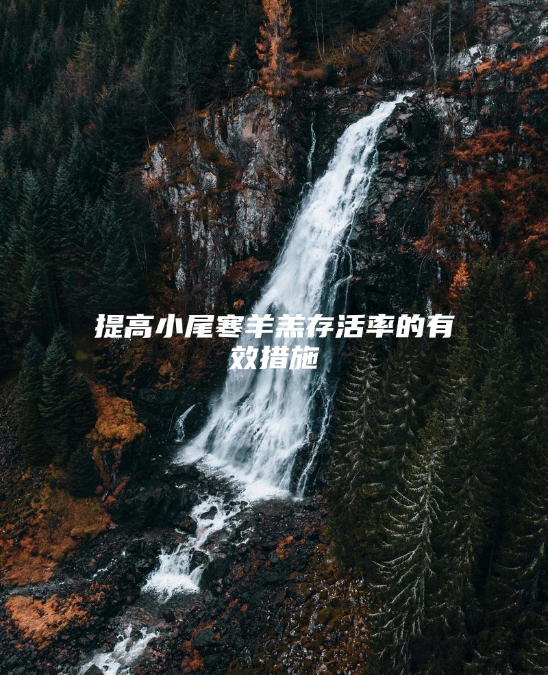 提高小尾寒羊羔存活率的有效措施