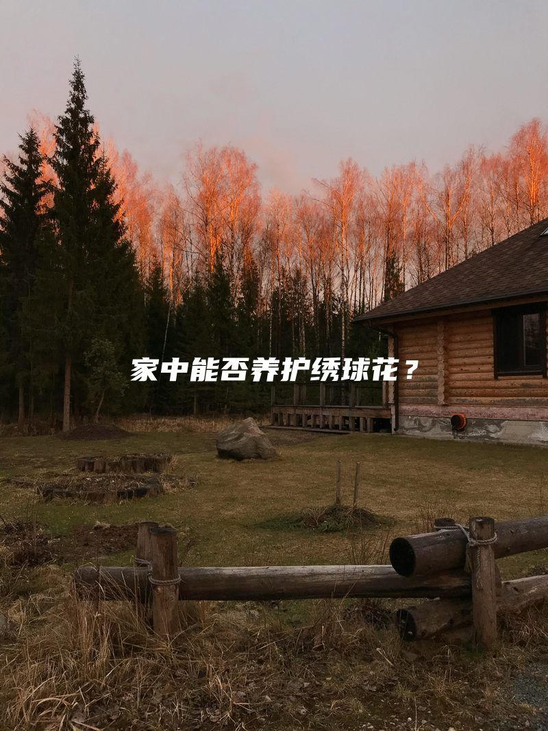 家中能否养护绣球花？