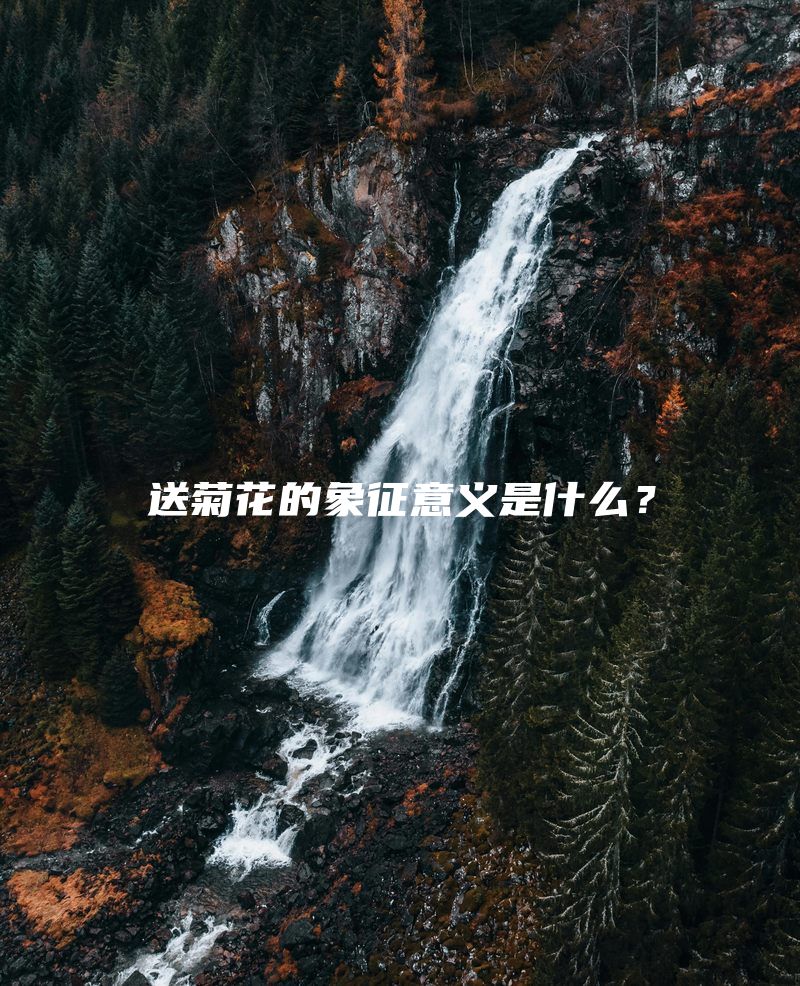 送菊花的象征意义是什么？