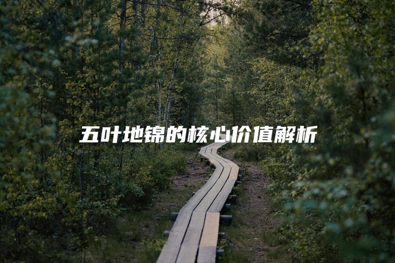 五叶地锦的核心价值解析