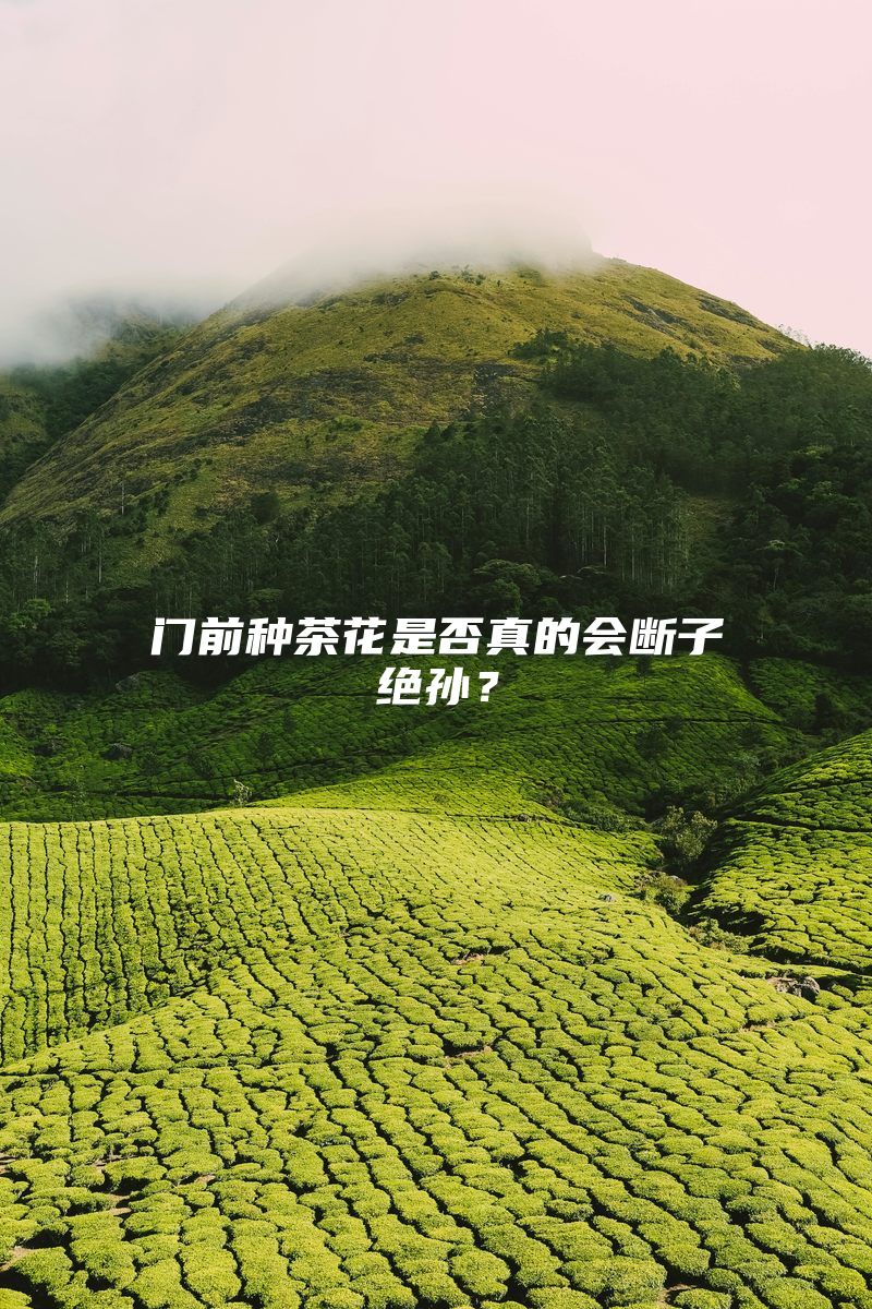 门前种茶花是否真的会断子绝孙？