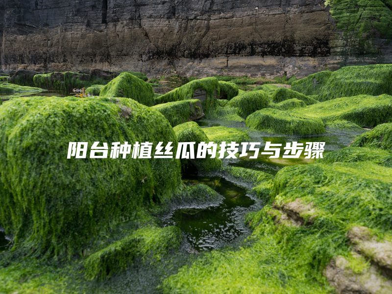 阳台种植丝瓜的技巧与步骤