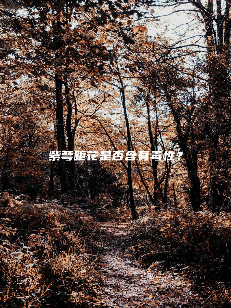 紫萼距花是否含有毒性？