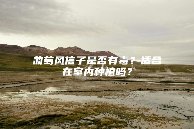 葡萄风信子是否有毒？适合在室内种植吗？